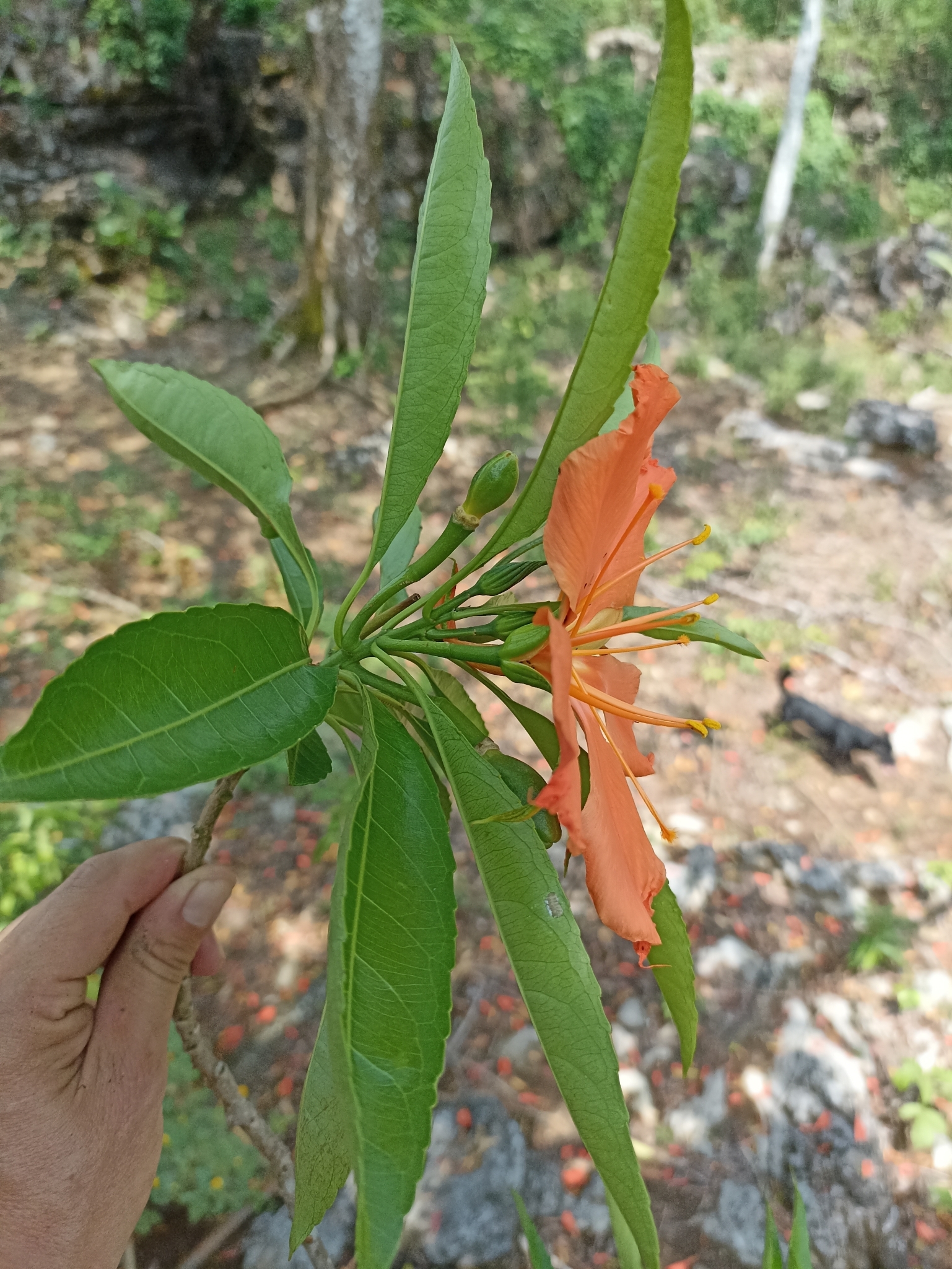 Imagem de Flor-de-maio