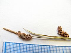 Carex globularis