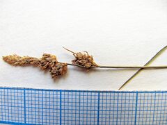 Carex globularis