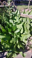 Silphium terebinthinaceum