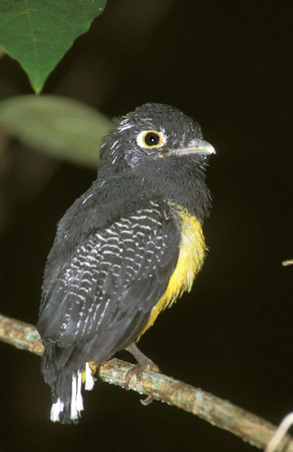 Black-headed Trogon