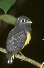 Black-Headed Trogon photo 3