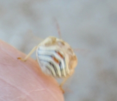 Thyanta custator accerra