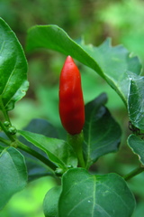 Capsicum frutescens