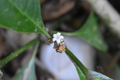 Palicourea axillaris