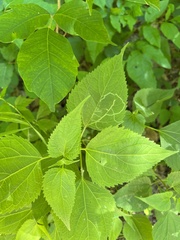 Liriomyza eupatoriella