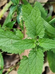 Teucrium argutum