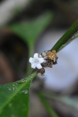 Palicourea axillaris