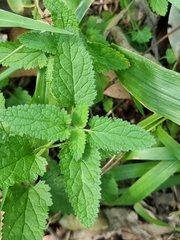 Teucrium argutum