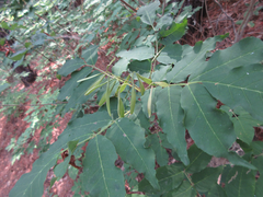 Fraxinus sieboldiana
