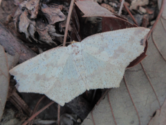 Pareclipsis gracilis