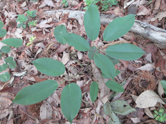 Stauntonia hexaphylla