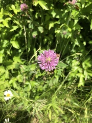 Trifolium pratense