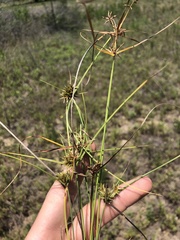 Cyperus retroflexus
