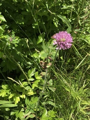 Trifolium pratense