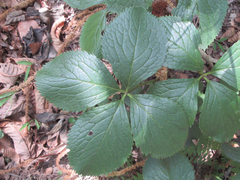Chloranthus fortunei