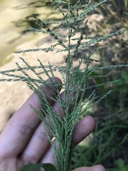 Leptochloa panicoides