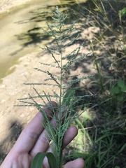 Leptochloa panicoides