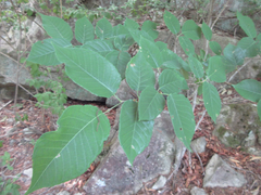 Neoshirakia japonica