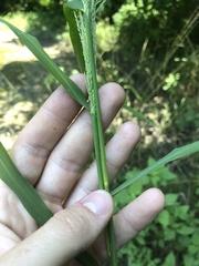 Leptochloa panicoides