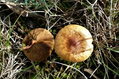 Pholiota communis