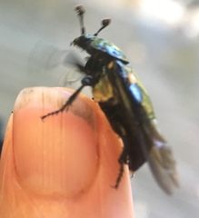 Nicrophorus guttula