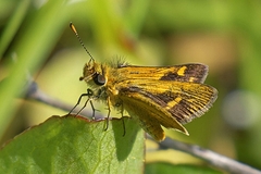 Taractrocera papyria agraulia