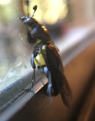 Nicrophorus guttula