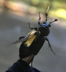 Nicrophorus guttula