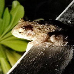 Osteopilus septentrionalis