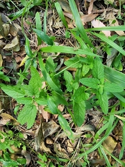Teucrium argutum