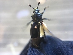 Nicrophorus guttula