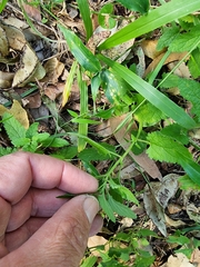Teucrium argutum