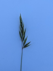 Anthoxanthum aristatum