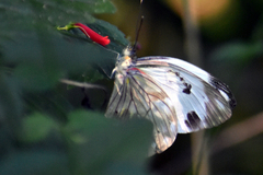 Pieriballia viardi