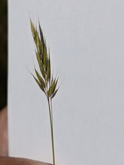 Anthoxanthum aristatum