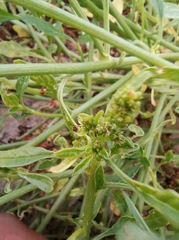 Amaranthus arenicola