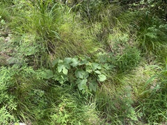 Ampelopsis humulifolia