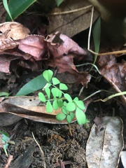 Sophora chathamica