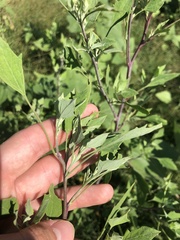Chenopodium album album