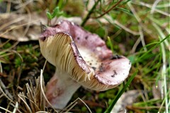 Russula purpureoflava