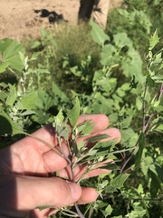 Chenopodium album album