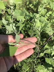 Chenopodium album album