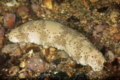 Holothuria hartmeyeri