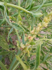 Amaranthus arenicola