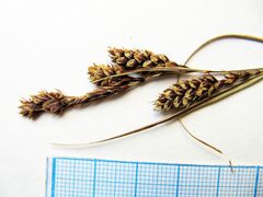 Carex gmelinii