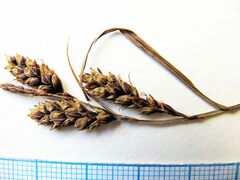 Carex gmelinii
