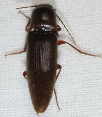 Diplostethus carolinensis
