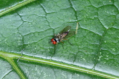Tanypezidae