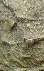 Archaeocroton sphenodonti